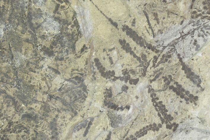 Plate Of Silurian Fossil Algae (Leveillites) - Estonia #102627